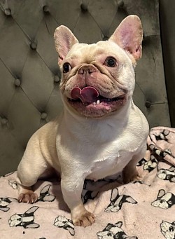 AVAILABLE - Brenda - 3 yr old Chocolate Cream female - does good with other dogs and children. $1000