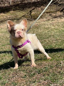 AVAILABLE - Marshmallow - 2 yr old Isabella Pied  fluffy female - does good with other dogs and children. $1200