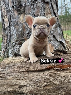 AVAILABLE - Born 2/6/26 - Tootsie & Armani - Isabella Fawn Female $2500 pet price
