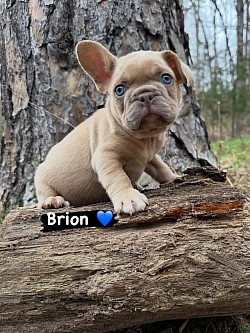 RESERVED - Born 2/6/26 - Tootsie & Armani - Isabella Fawn Male $2750 pet price