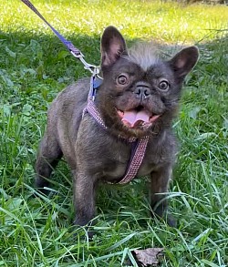 AVAILABLE - Whimsy - 2 yr old Blue female that has the furnishing gene. She would be best suited as an only dog or with a male, she has an alpha personality. $1200