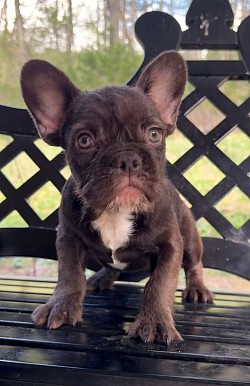 RESERVED - Born 1/1/26 - Non-shedding Chocolate Female $1800 pet price