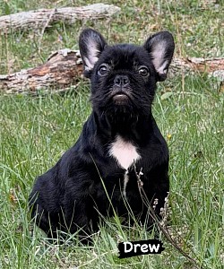 Available - Born 1/1/26 - Non-shedding Black Male $1800 pet price