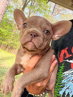 AVAILABLE - Belinda- Born 2/6/26 - Tootsie & Armani - isabella Female $2500 pet price