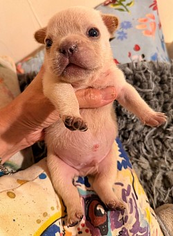 AVAILABLE - Callum - Born 3/24/26 - Ricky & Carmella - Blue Cream Male $2500 pet price