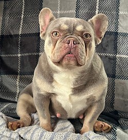 AVAILABLE - Bristol - 3 yr old lilac & tan female - does good with other male dogs, on the shy side $1200
