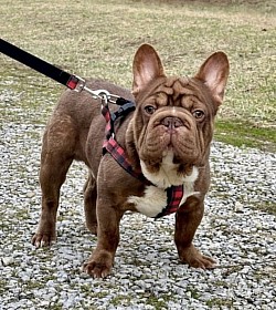 AVAILABLE - Rolo - 3 yr Rojo chocolate male - does good with other female dogs and children. $700- he does require a belly band while in the house due to leg lifting