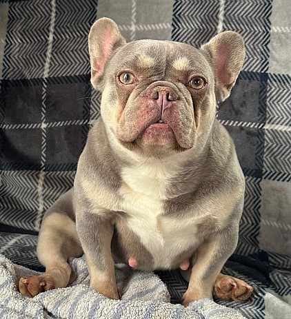 Bristol - Lilac & Tan