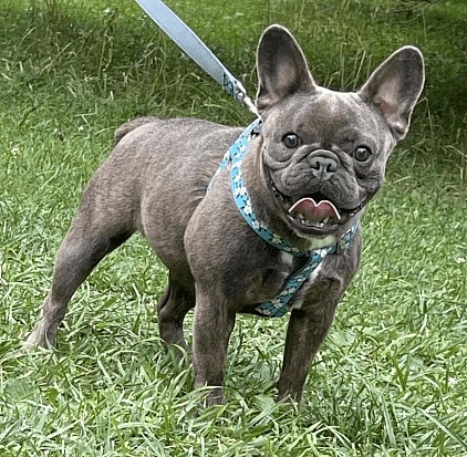 Pepper - Blue Brindle carrying fluffy and rojo