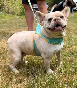 AVAILABLE - Speckles - 2yr old isabella Merle female. Great with kids and other pets. $900