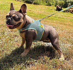 RESERVED - Betty - 3 yr old blue & tan female - great with kids and other pets  $800