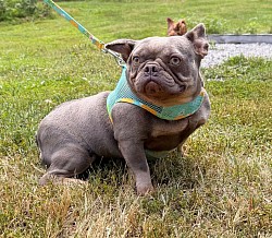 AVAILABLE - Zoey - 3 yr old Lilac & tan female - does good with other dogs and children. $800 (ear flopped from an ear hematoma)