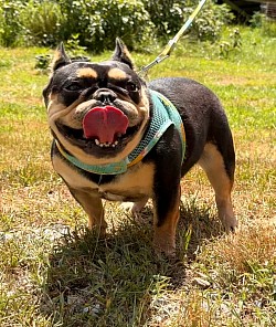 AVAILABLE - Sophia - 3 yr old black & tan female. Great with kids and other pets. $900