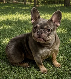 AVAILABLE - Colette - 3 yr old lilac & tan female. Great with kids and other pets. $800