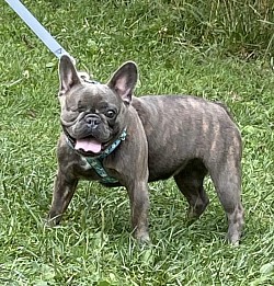 AVAILABLE - Pepper - 5 yr old blue brindle female. Better with male dogs. $500 (she has 1 eye due to another girl poking her in the eye) she’ll be ready to go in October