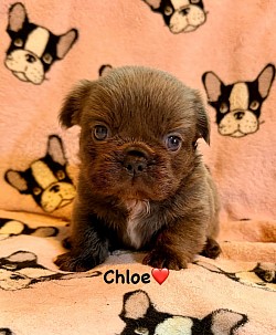 RESERVED - Blue Fluffy Female - Pepper & Armani dob 8/24/26 $3000 pet price