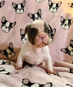 RESERVED - Blue Pied Male - Pepper & Armani dob 8/24/26 $3000 pet price