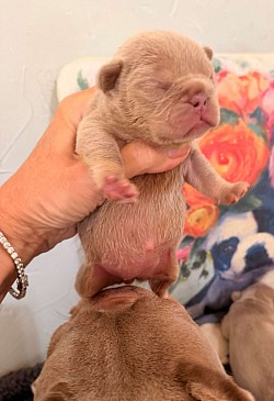 AVAILABLE - Isabella & Tan Female - Maeve & Spotify  dob 10/5//26 $3000 pet price