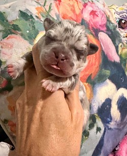 AVAILABLE - Blue Merle Male - Maeve & Spotify dob 10/5/26 $3000 pet price