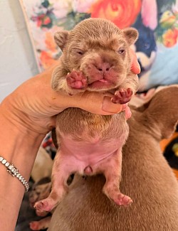 AVAILABLE - Isabella & Tan Merle Female - Maeve & Spotify  dob 10/5//26 $3000 pet price