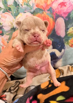 AVAILABLE - Isabella & Tan Merle Male - Maeve & Spotify dob 10/5/26 $3000 pet price