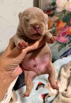RESERVED - Isabella & Tan Male - Maeve & Spotify  dob 10/5//26 $3000 pet price
